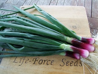 Life-Force Seeds - Seeds Vegetable, Herb & Flower seeds