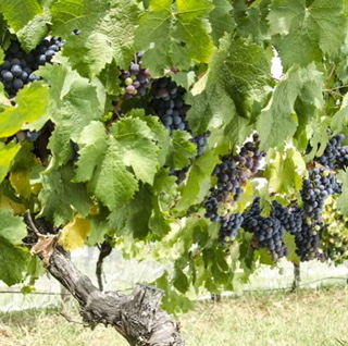 Many Hands Winery - Wine